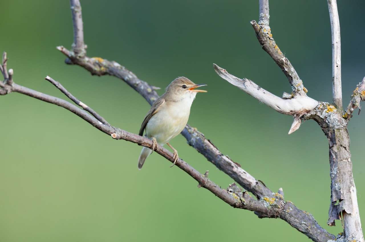 Jak wygląda Łozówka?