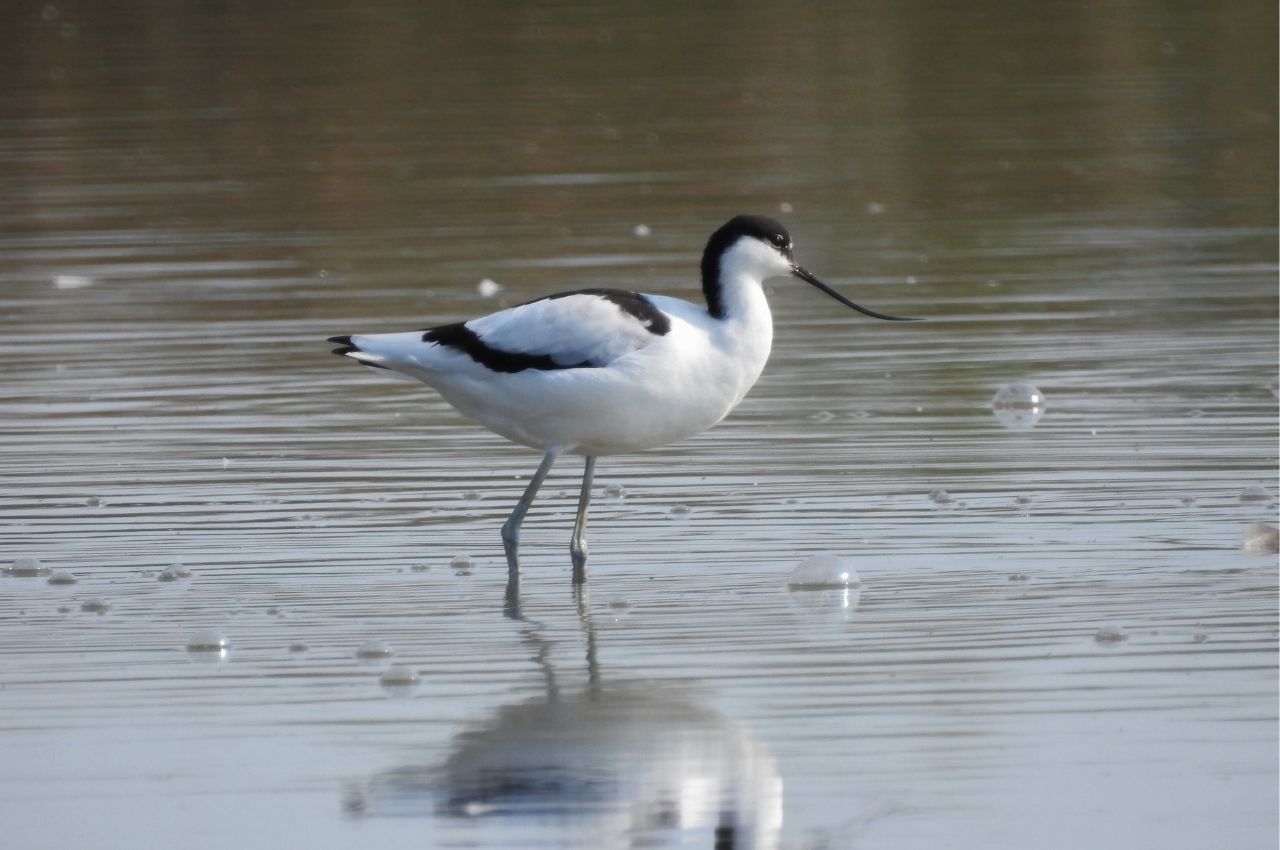 Jak wygląda Szablodziób?