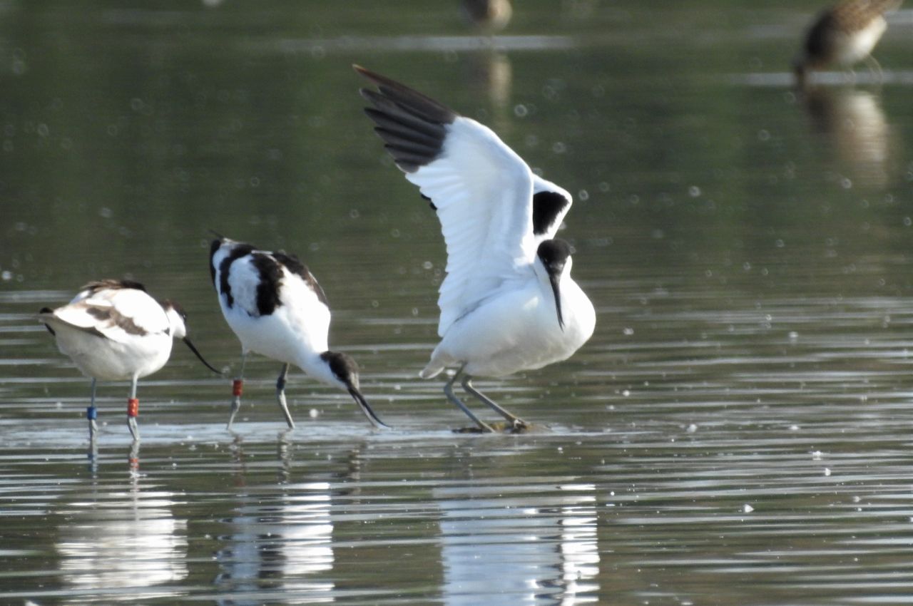 Jak wygląda Szablodziób?