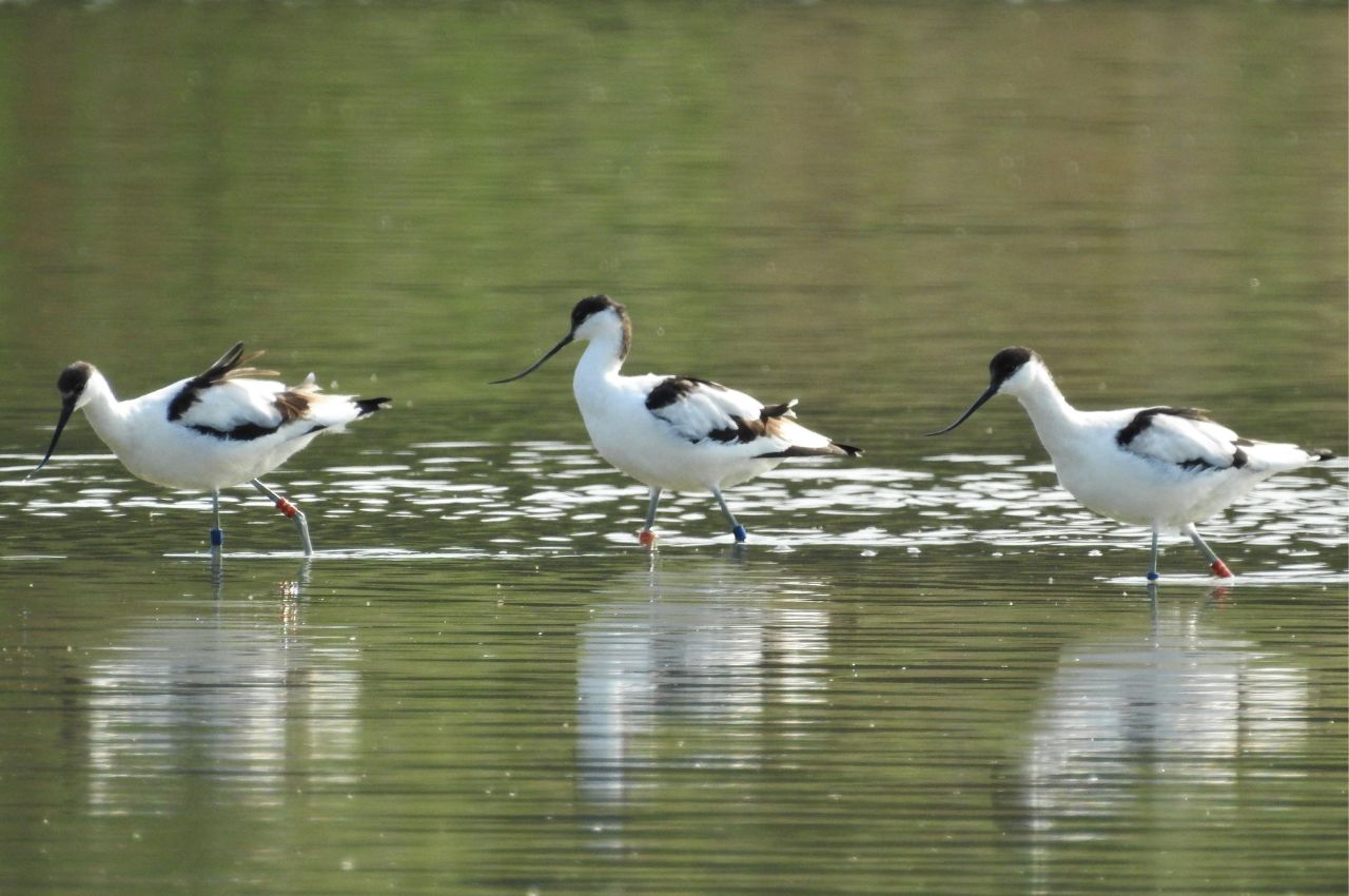 Jak wygląda Szablodziób?