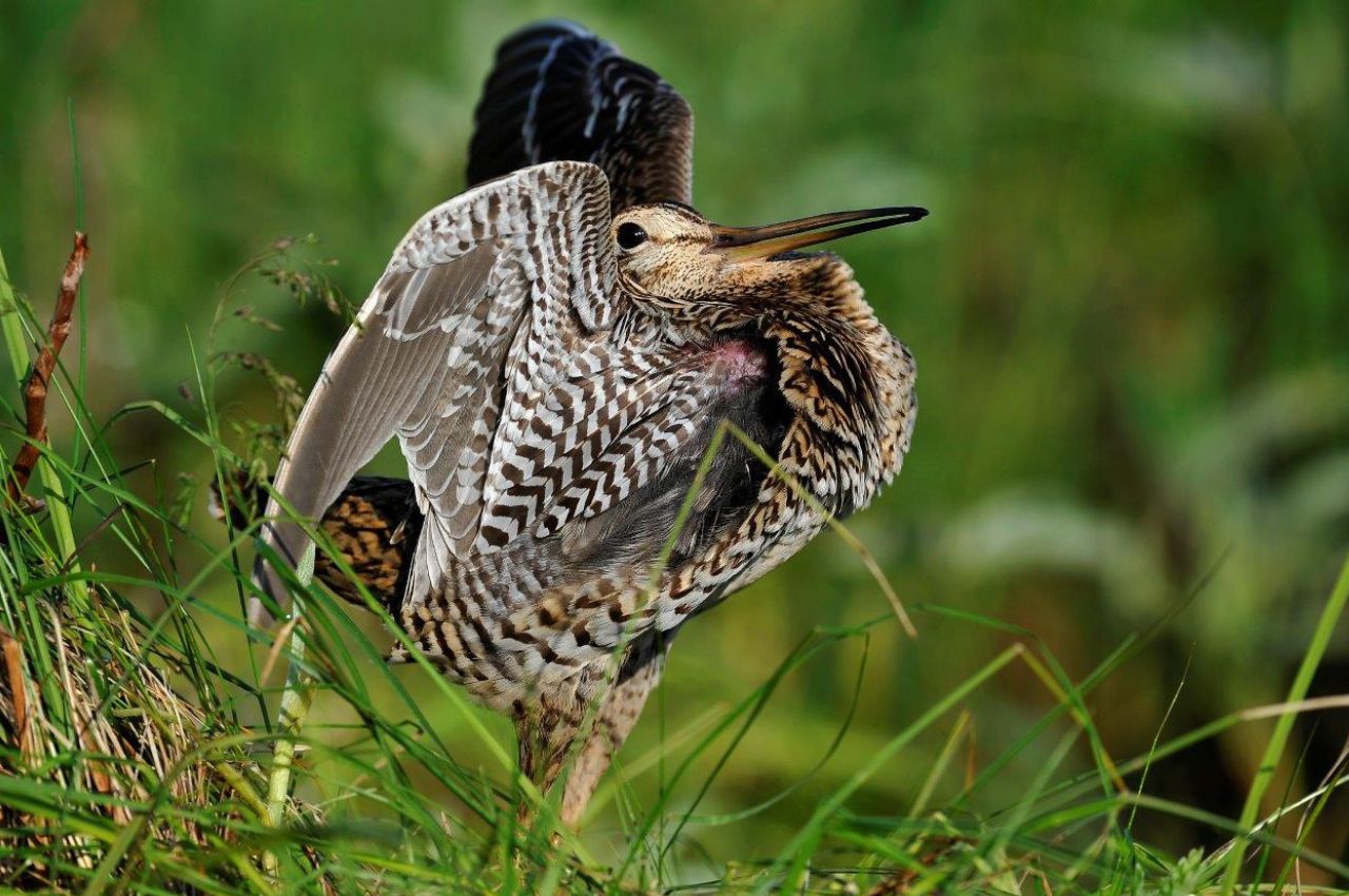 Jak wygląda Dubelt?