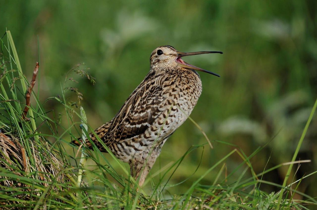 Jak wygląda Dubelt?