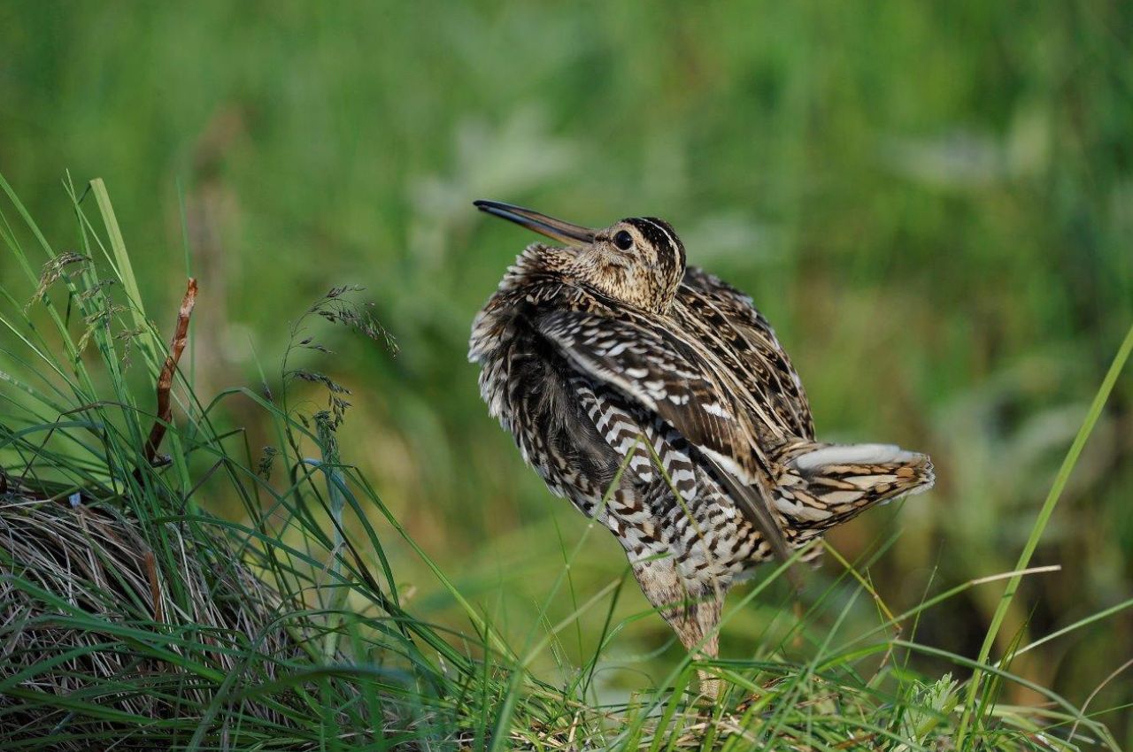 Jak wygląda Dubelt?