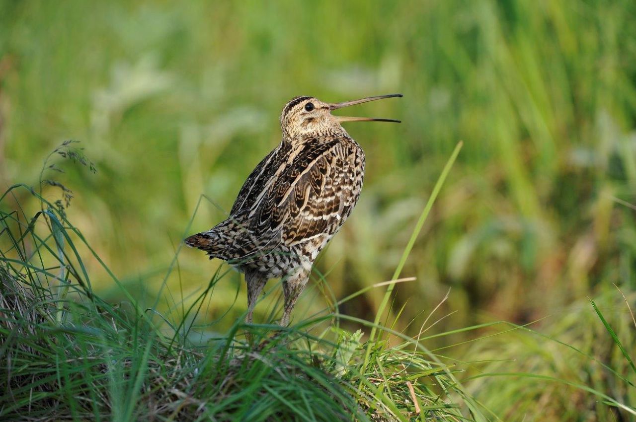 Jak wygląda Dubelt?