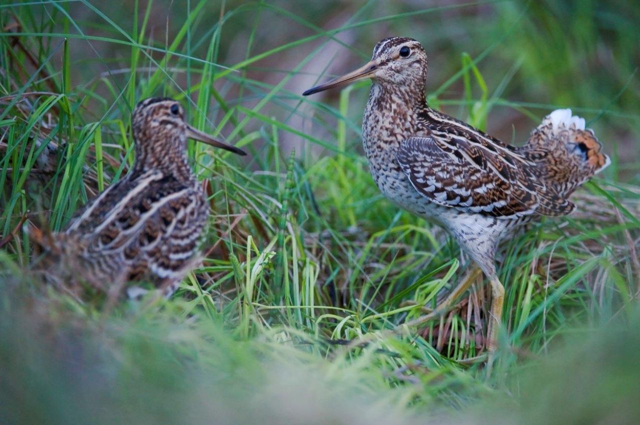 Jak wygląda Dubelt?
