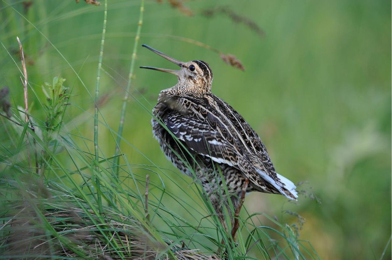 Jak wygląda Dubelt?