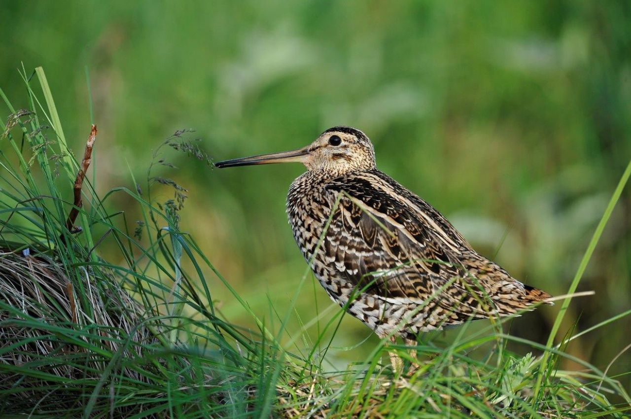 Jak wygląda Dubelt?