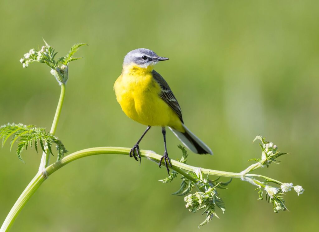 Jak wygląda Pliszka Żółta?