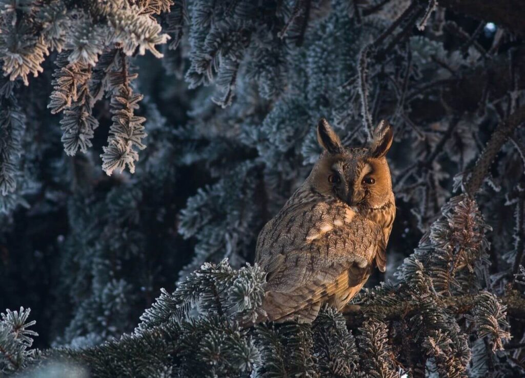 Jak wygląda Uszatka?