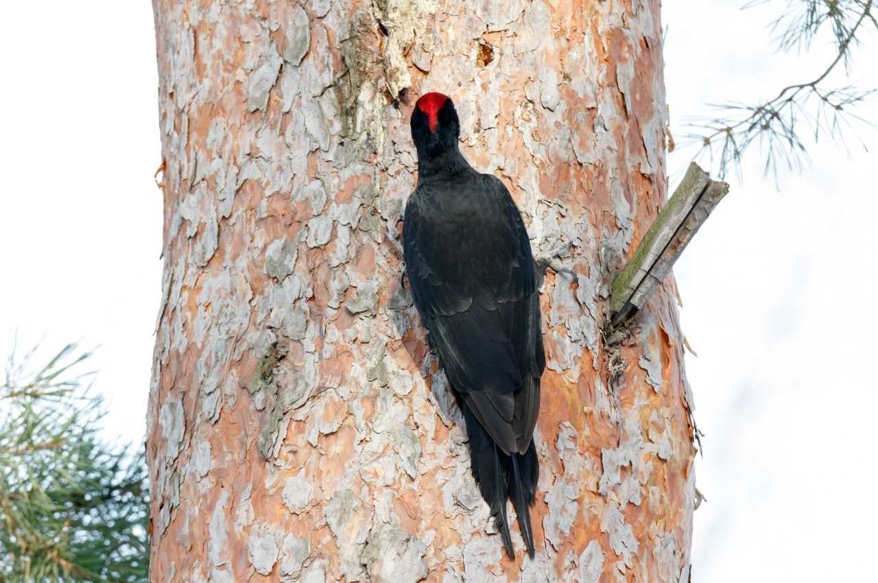 Jak wygląda Dzięcioł czarny?