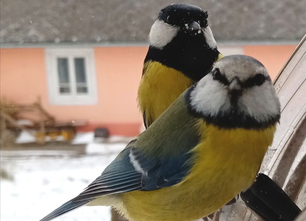 Modraszka i Bogatka przy karmniku.