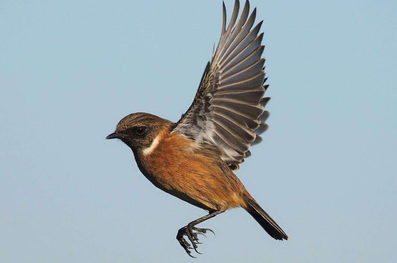 Jak wygląda Kląskawka?