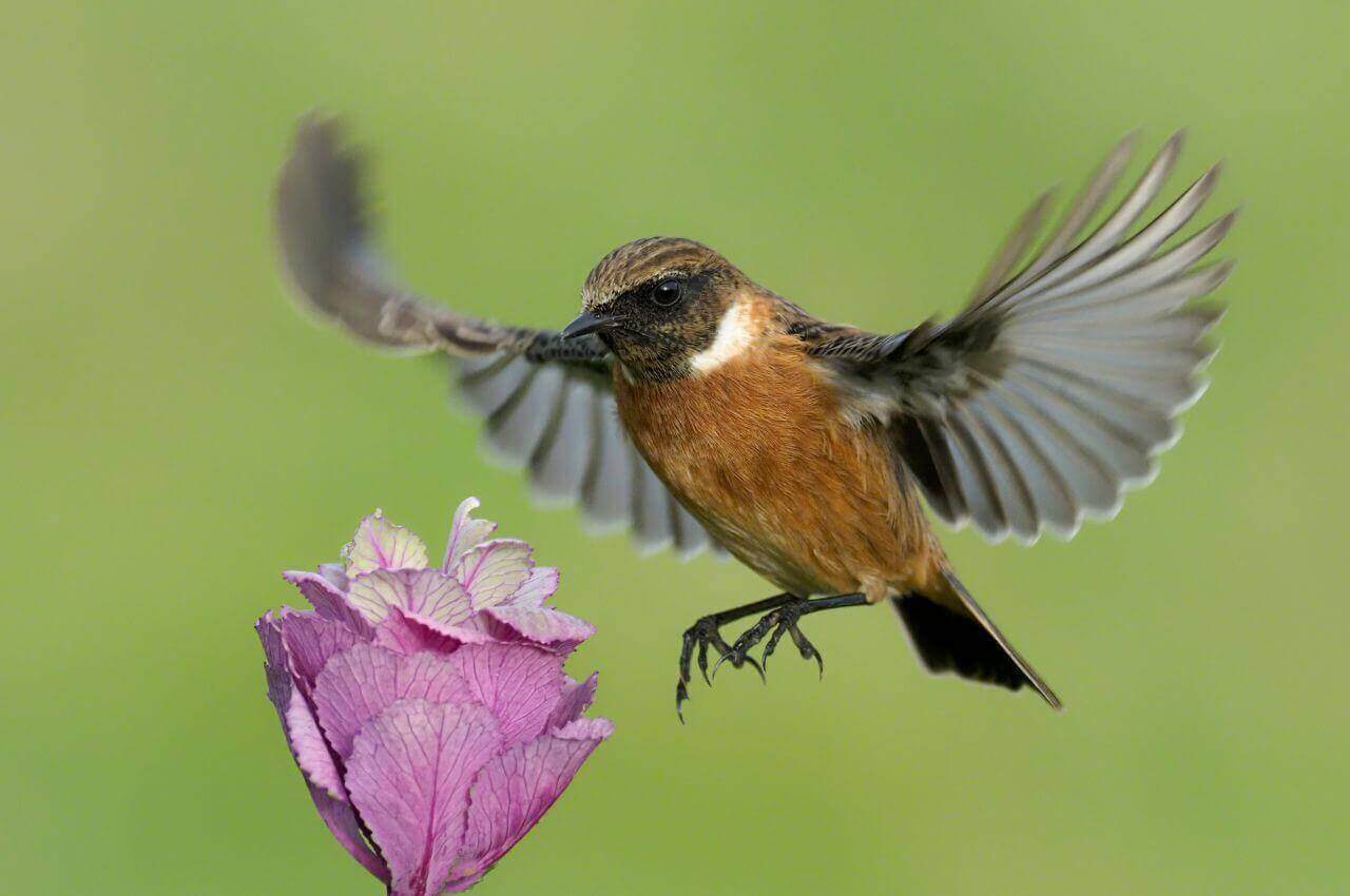 Jak wygląda Kląskawka?