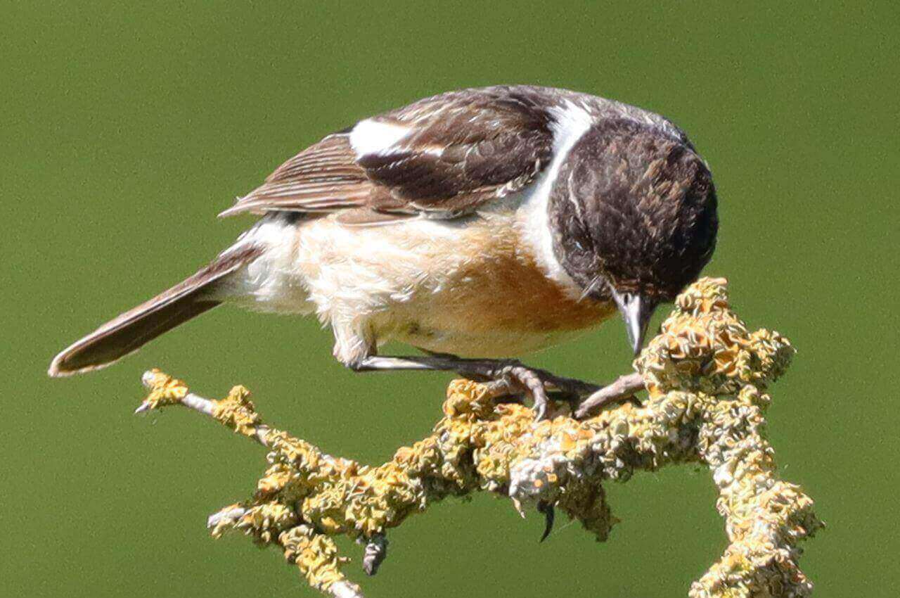 Jak wygląda Kląskawka?