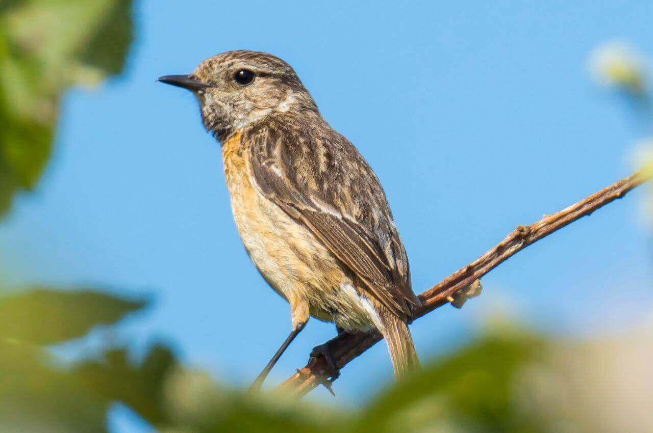 Jak wygląda Kląskawka?