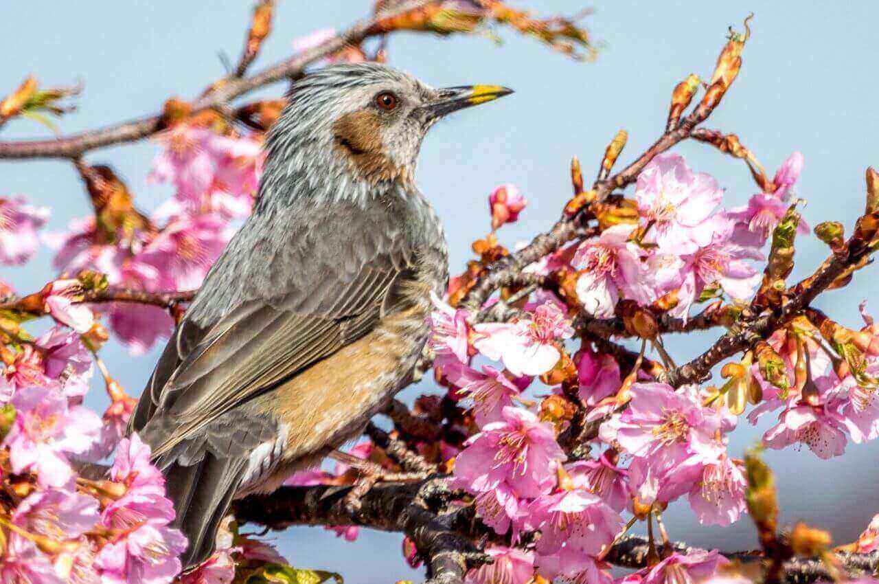 Jak wygląda Kwiczoł?