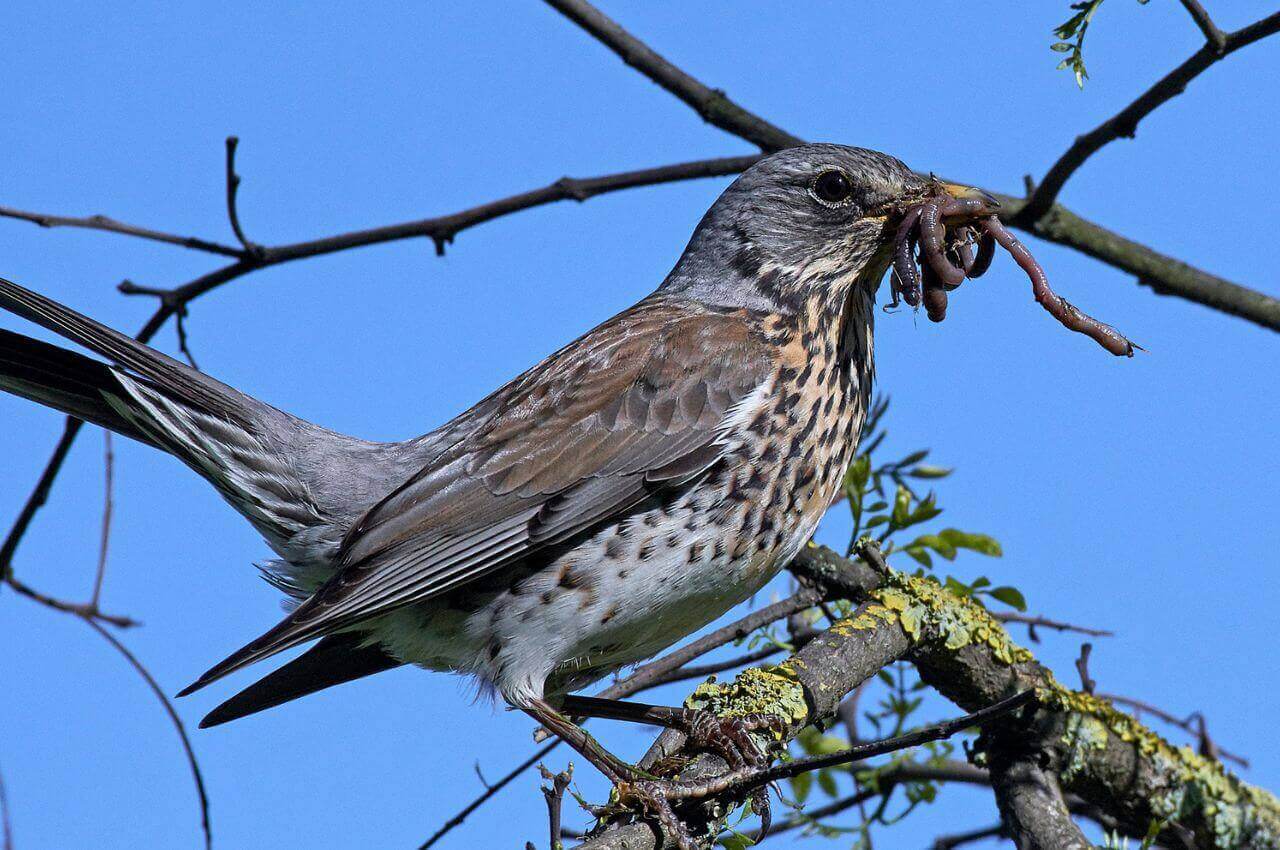 Jak wygląda Kwiczoł?