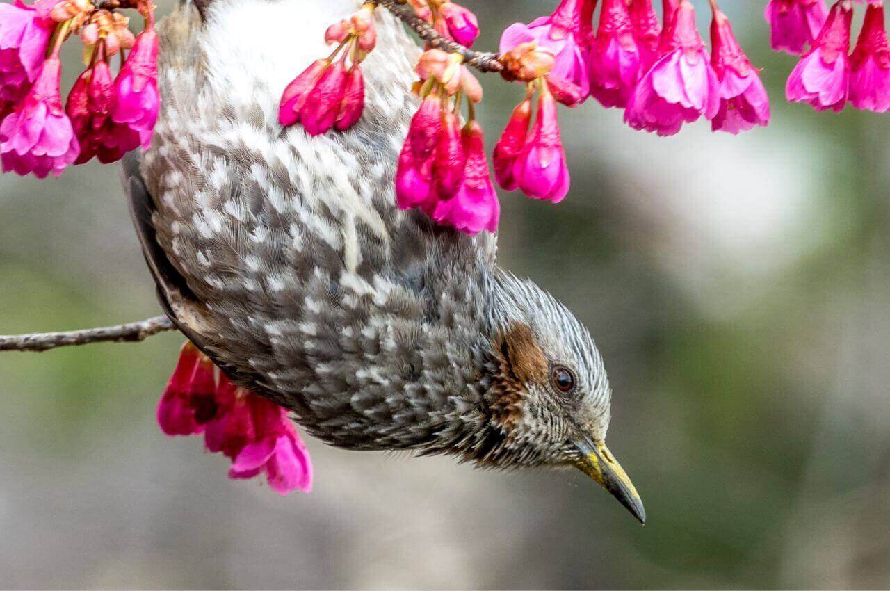 Jak wygląda Kwiczoł?