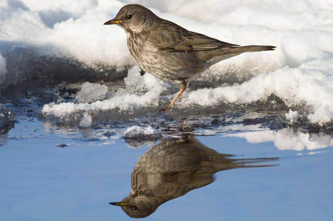 Jak wygląda Kwiczoł?