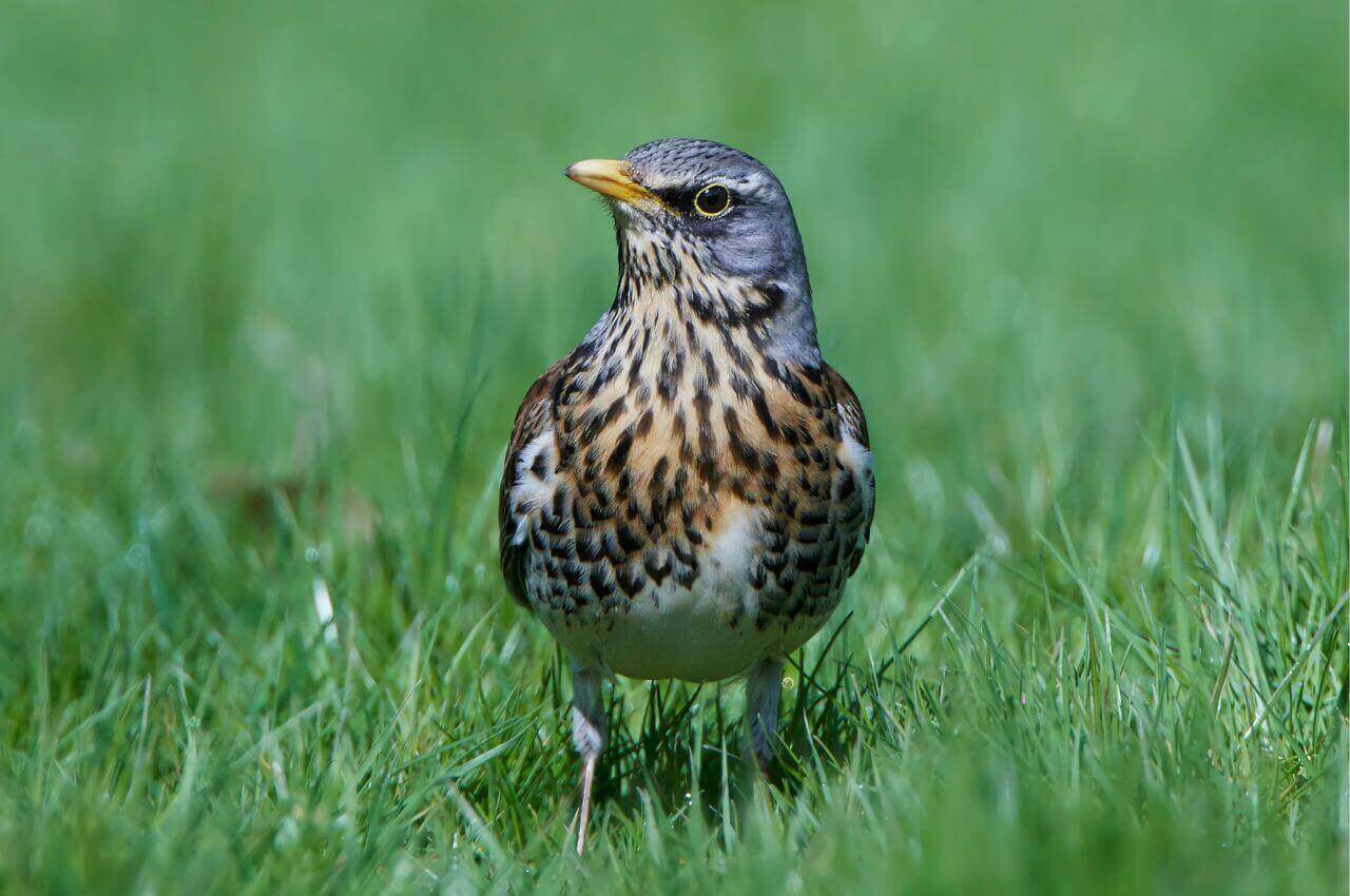 Jak wygląda Kwiczoł?