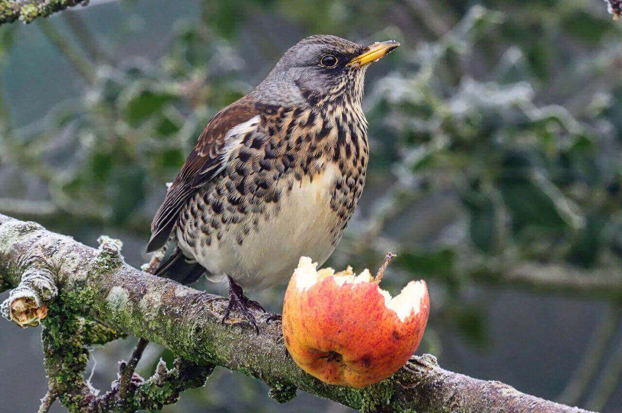 Jak wygląda Kwiczoł?