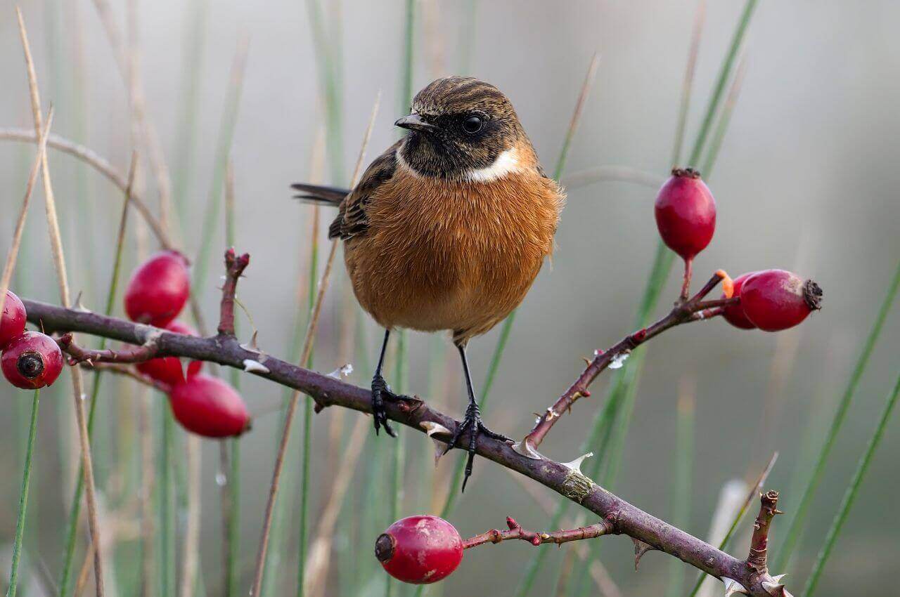 Jak wygląda Kląskawka?