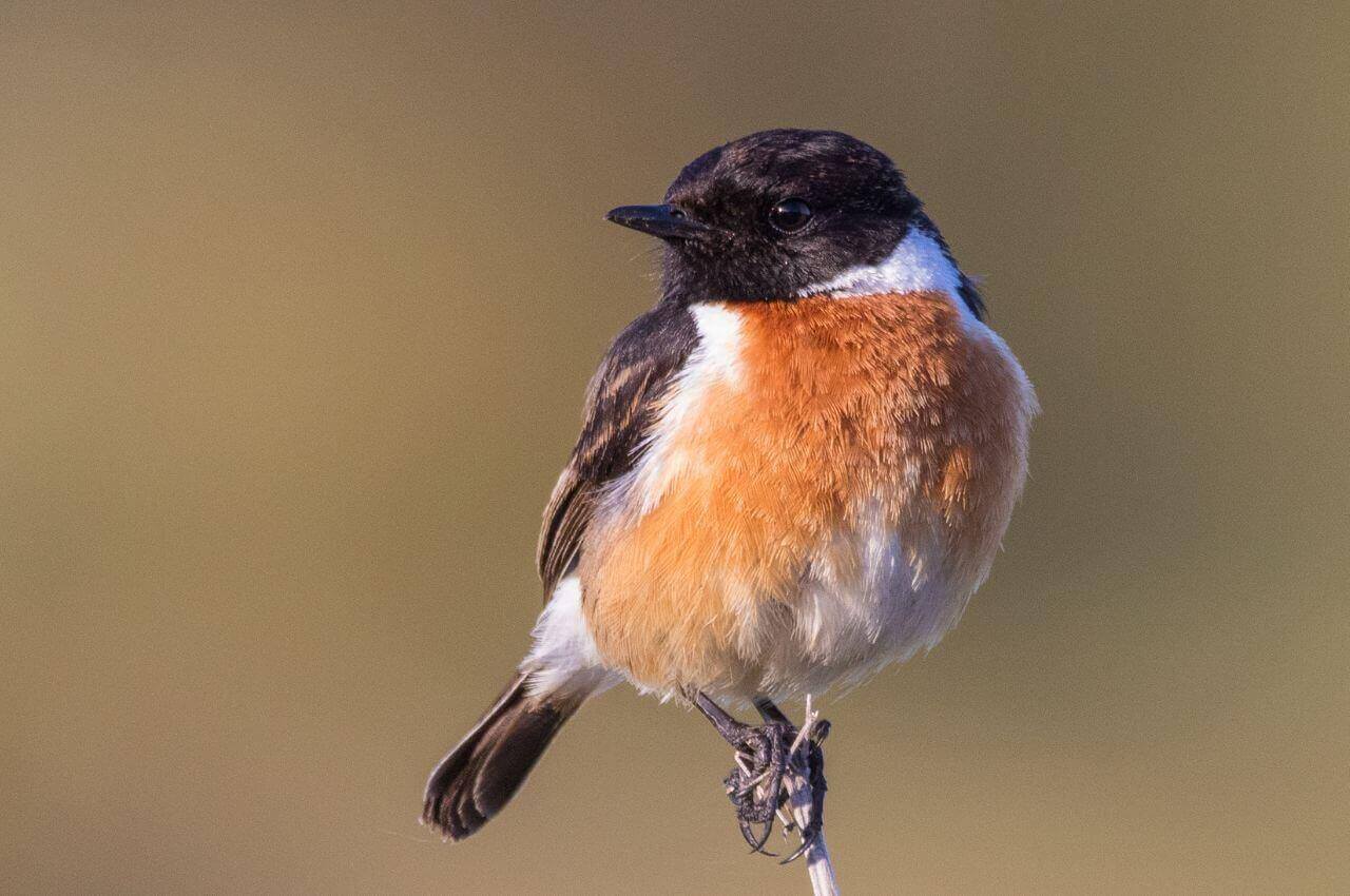 Jak wygląda Kląskawka?
