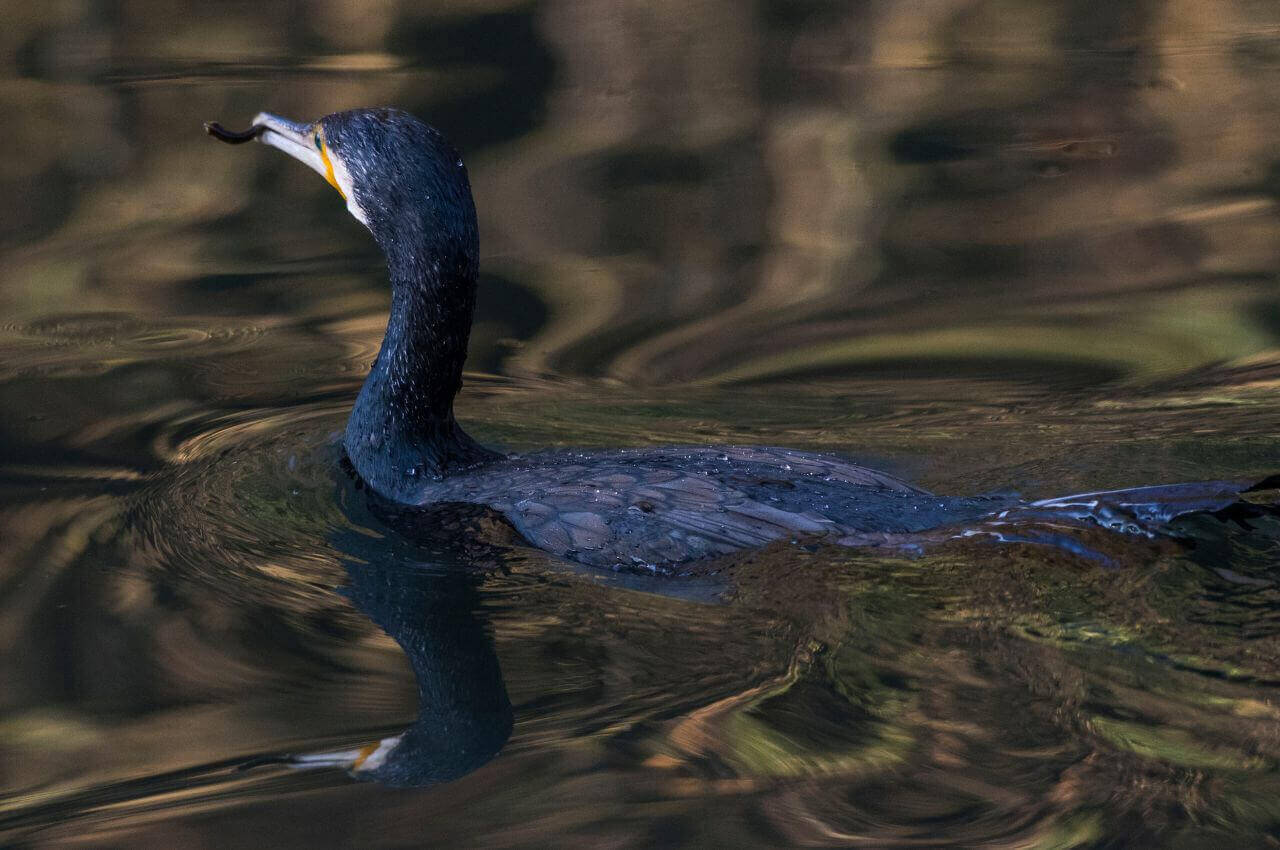 Jak wygląda Kormoran?