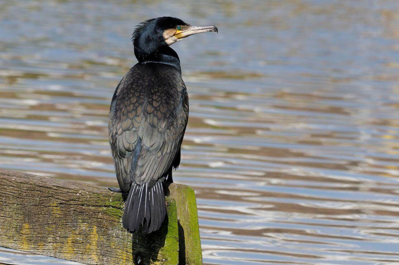 Jak wygląda Kormoran?