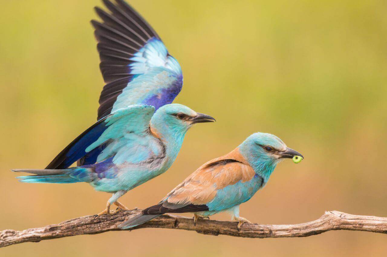 Jak wygląda Kraska?