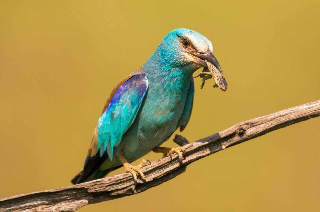 Jak wgląda Kraska? Czym żywi się Kraska?