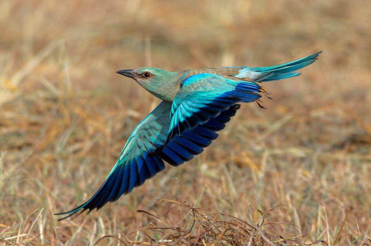 Jak wygląda Kraska?