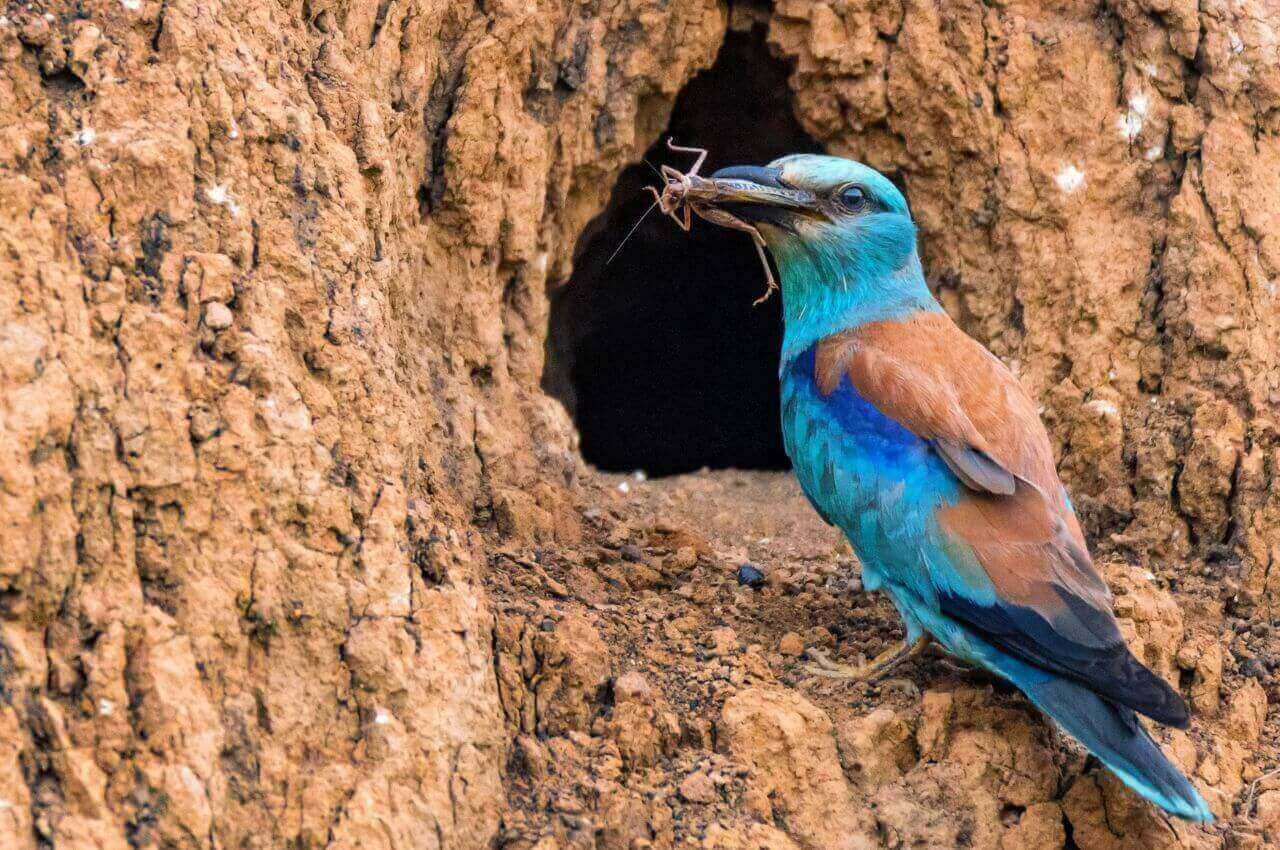 Jak wygląda Kraska?