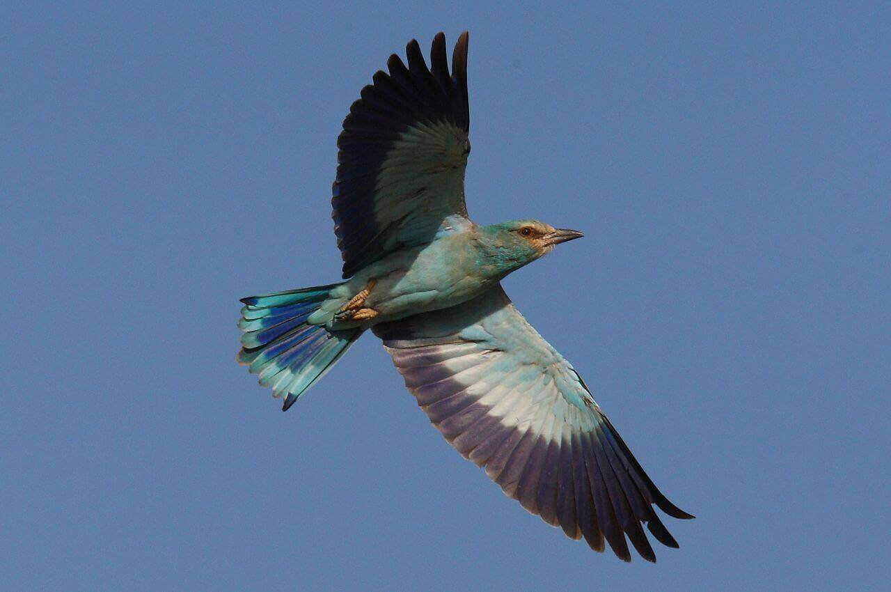 Jak wygląda Kraska w locie?