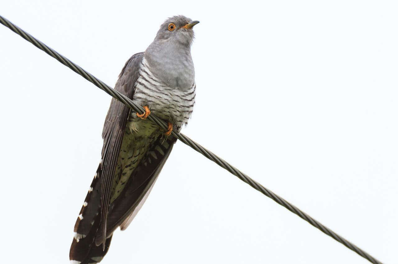 Jak wygląda Kukułka?