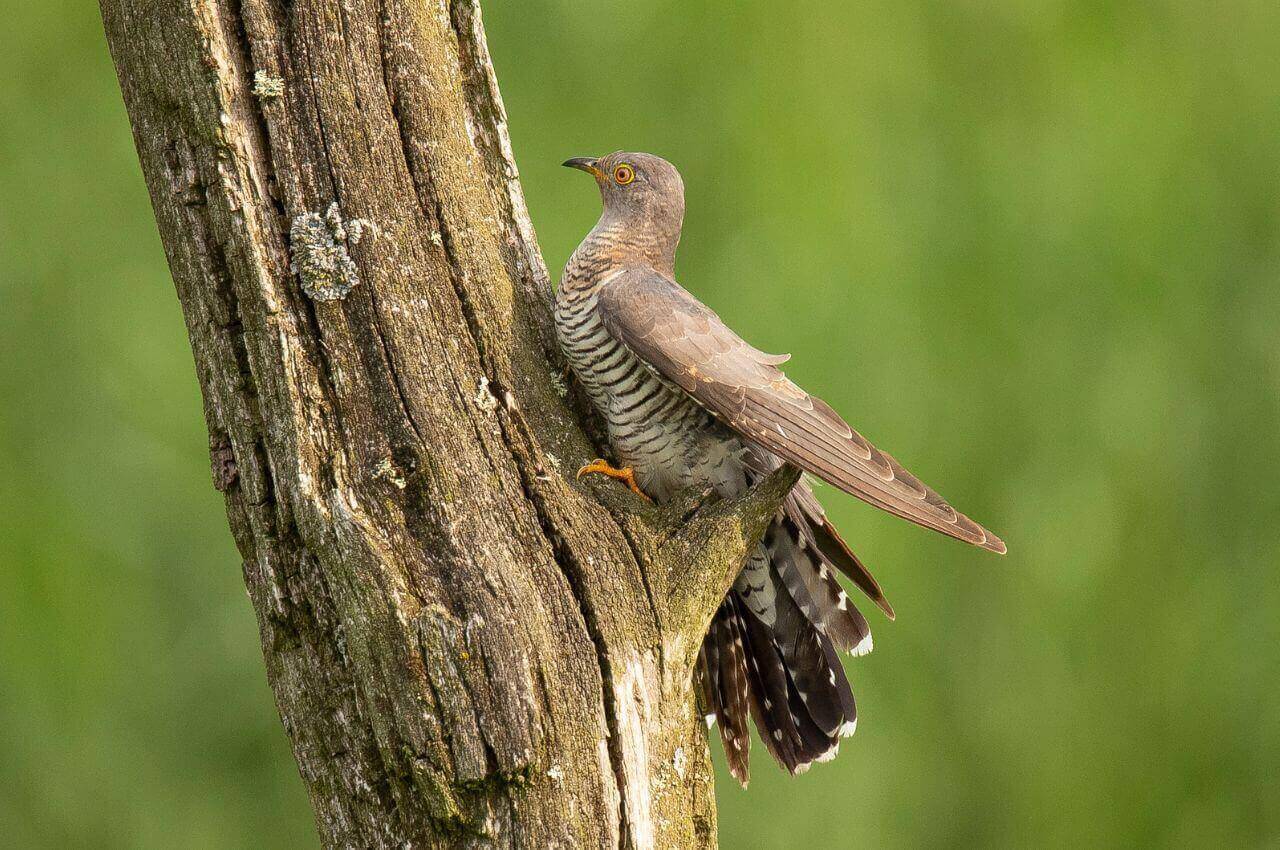 Jak wygląda Kukułka?