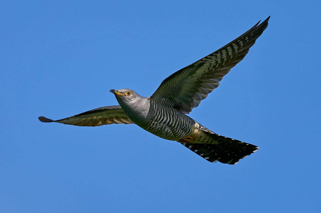 Jak wygląda Kukułka w locie?