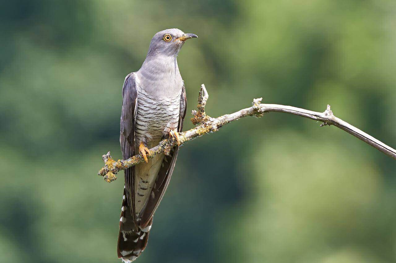 Jak wygląda Kukułka?