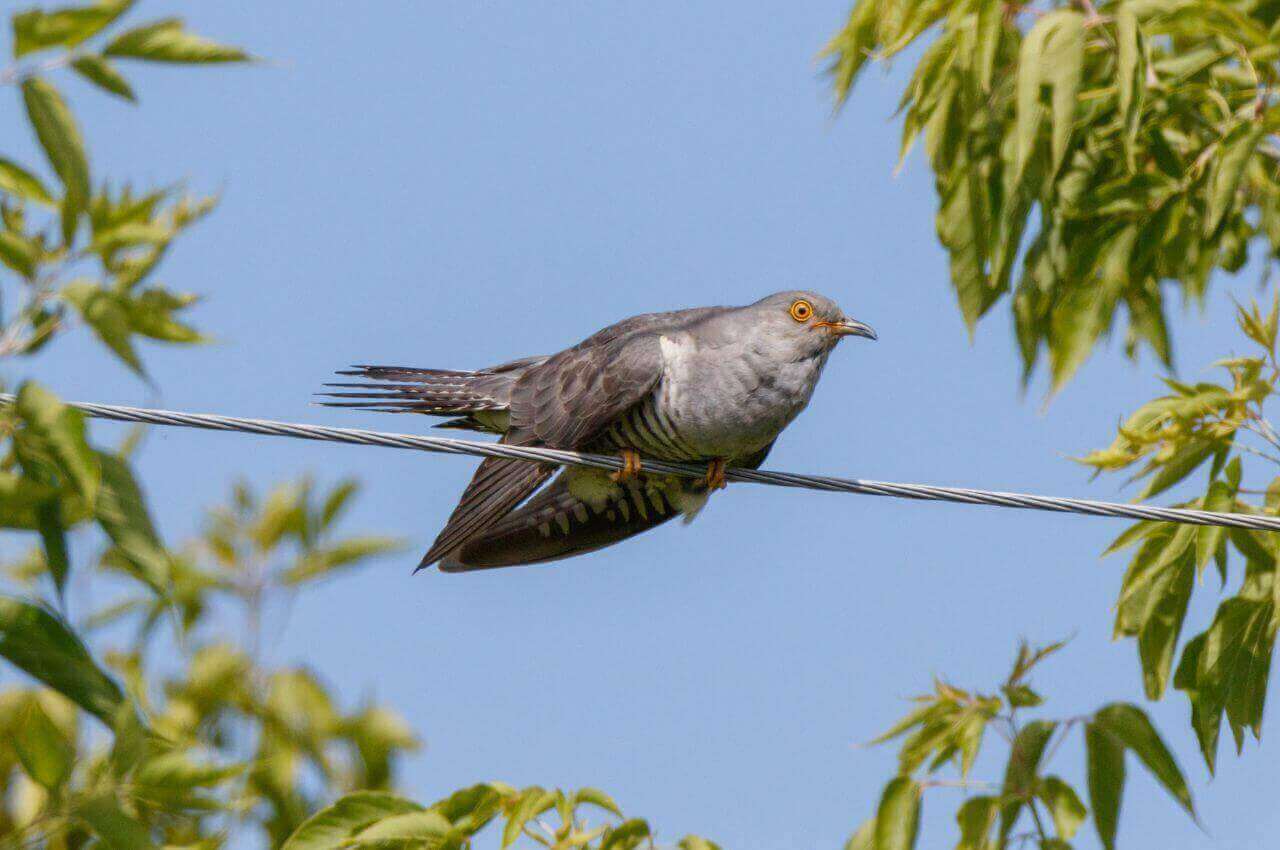 Jak wygląda Kukułka?