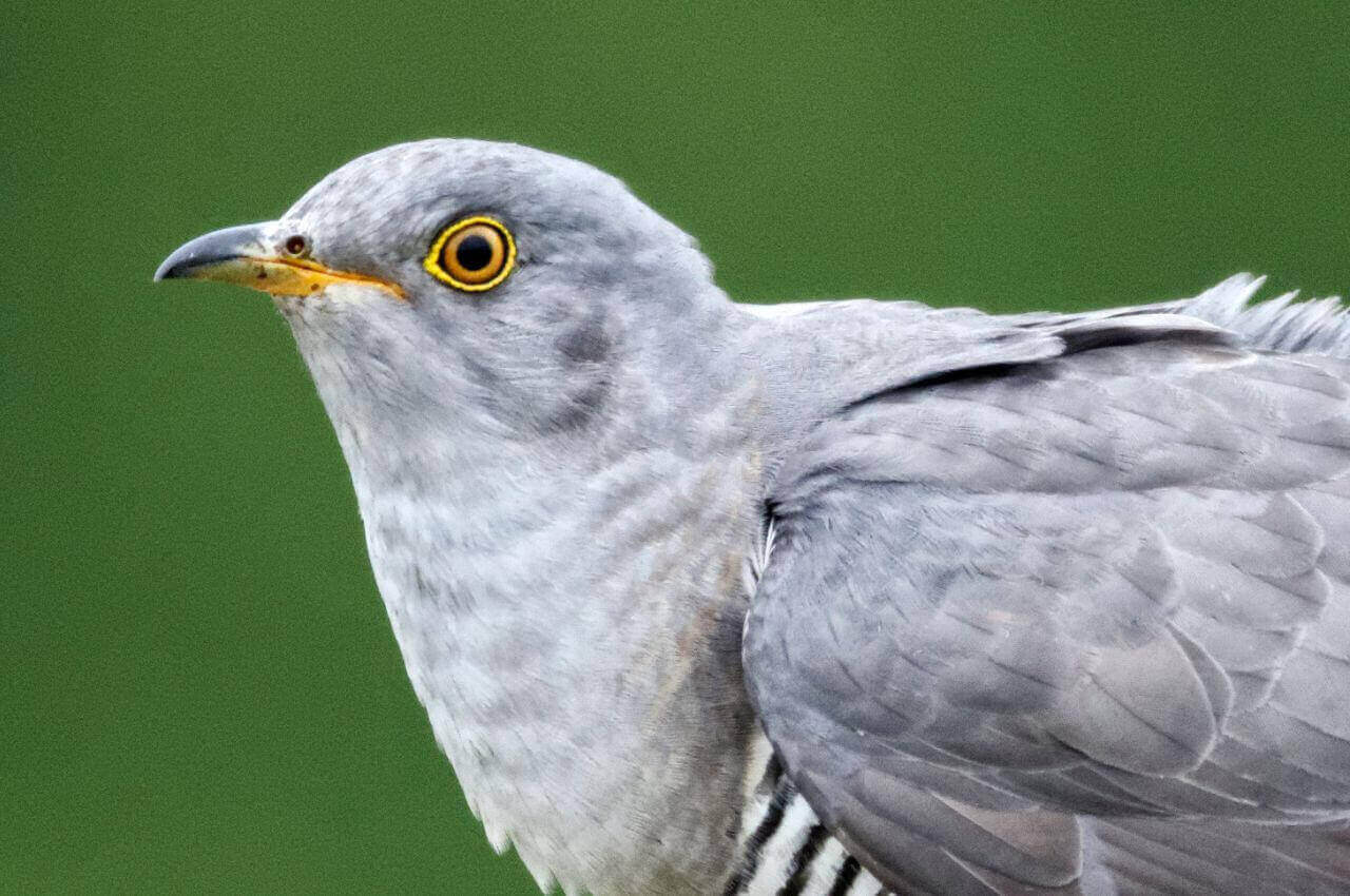 Jak wygląda Kukułka?