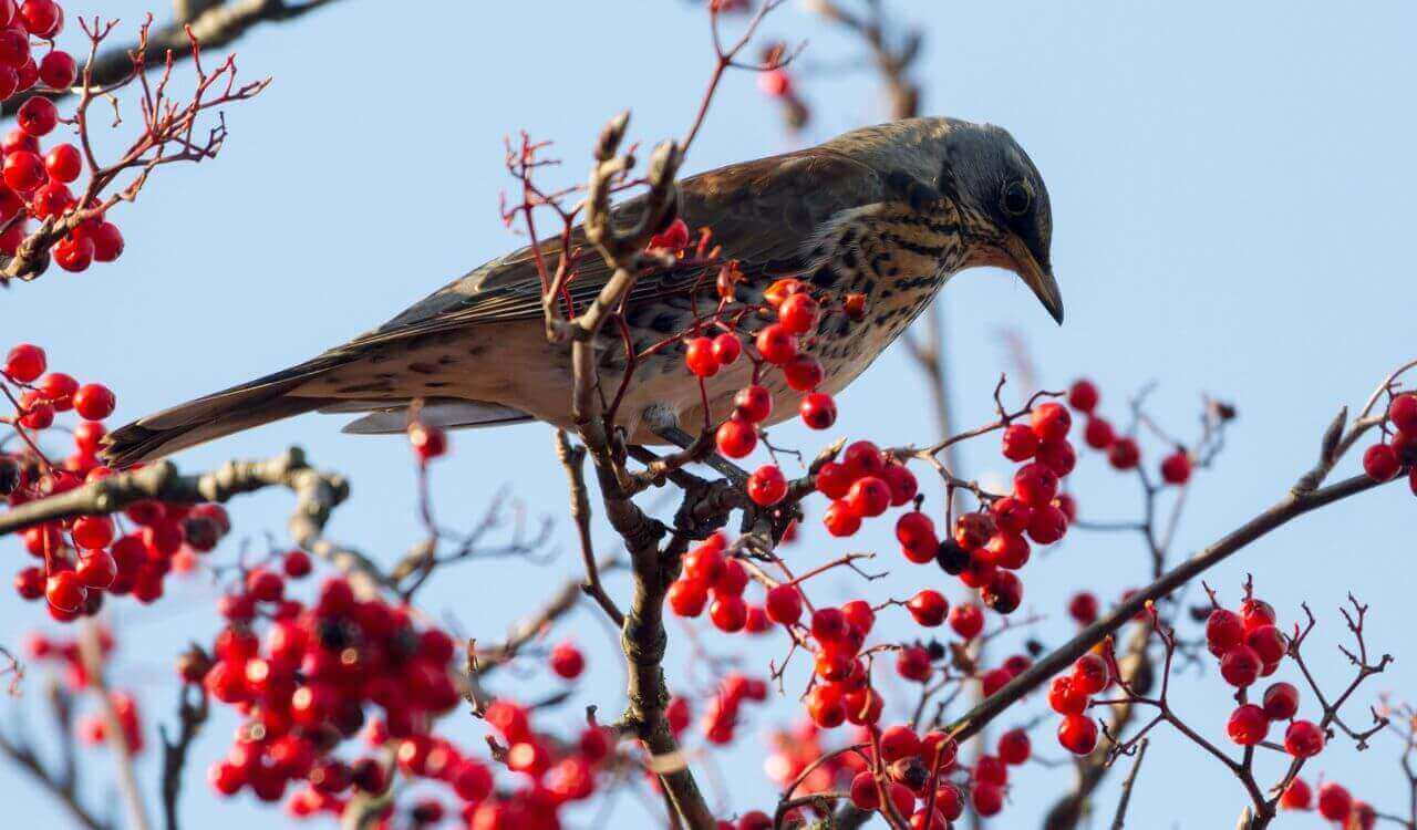 Jak wygląda kwiczoł?