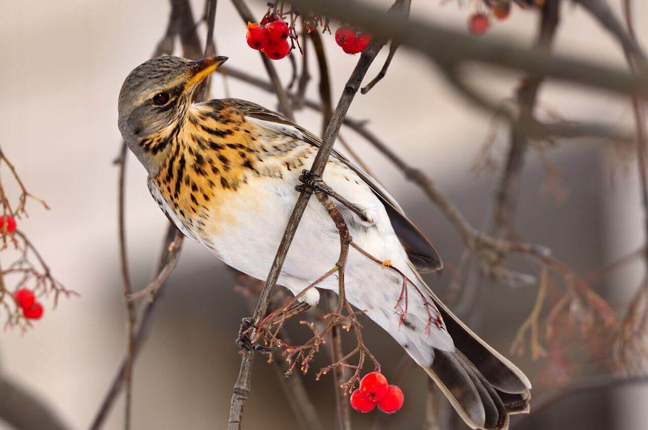Jak wygląda KWiczoł?