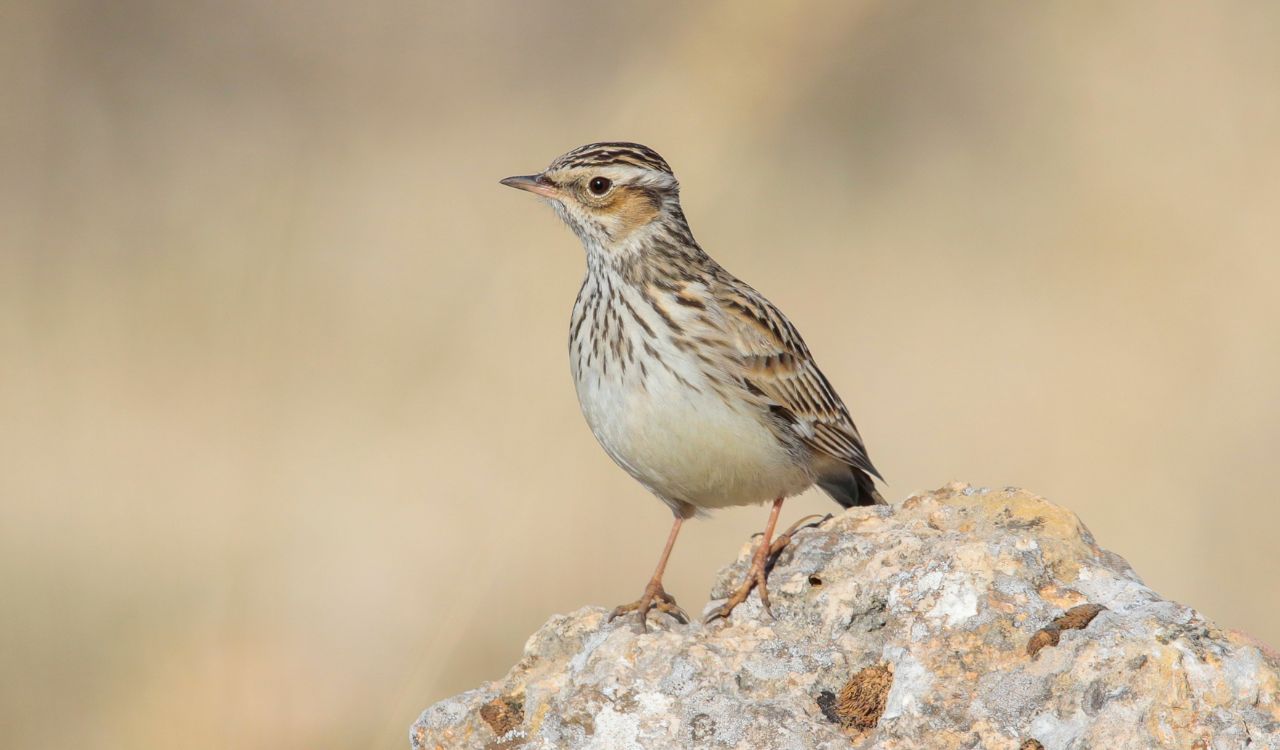 Lerka, źródło: Canva Jak wygląda Lerka?