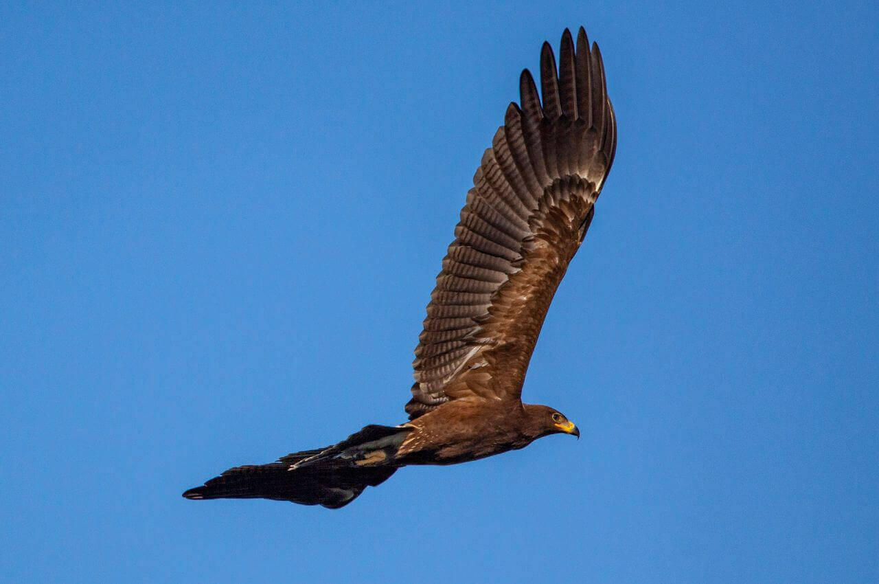 Jak wygląda Orlik Krzykliwy?