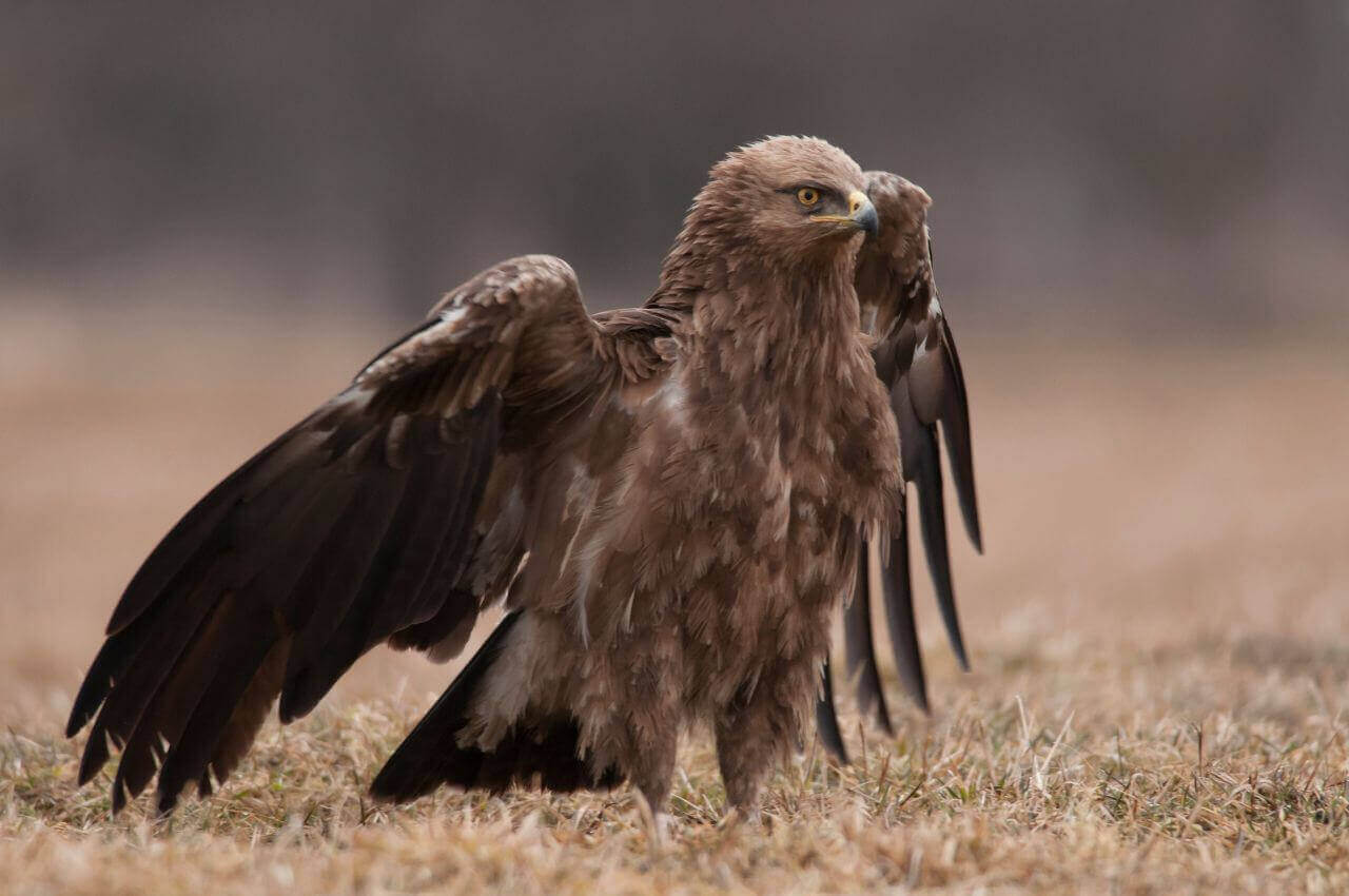 Jak wyglada Orlik Krzykliwy?