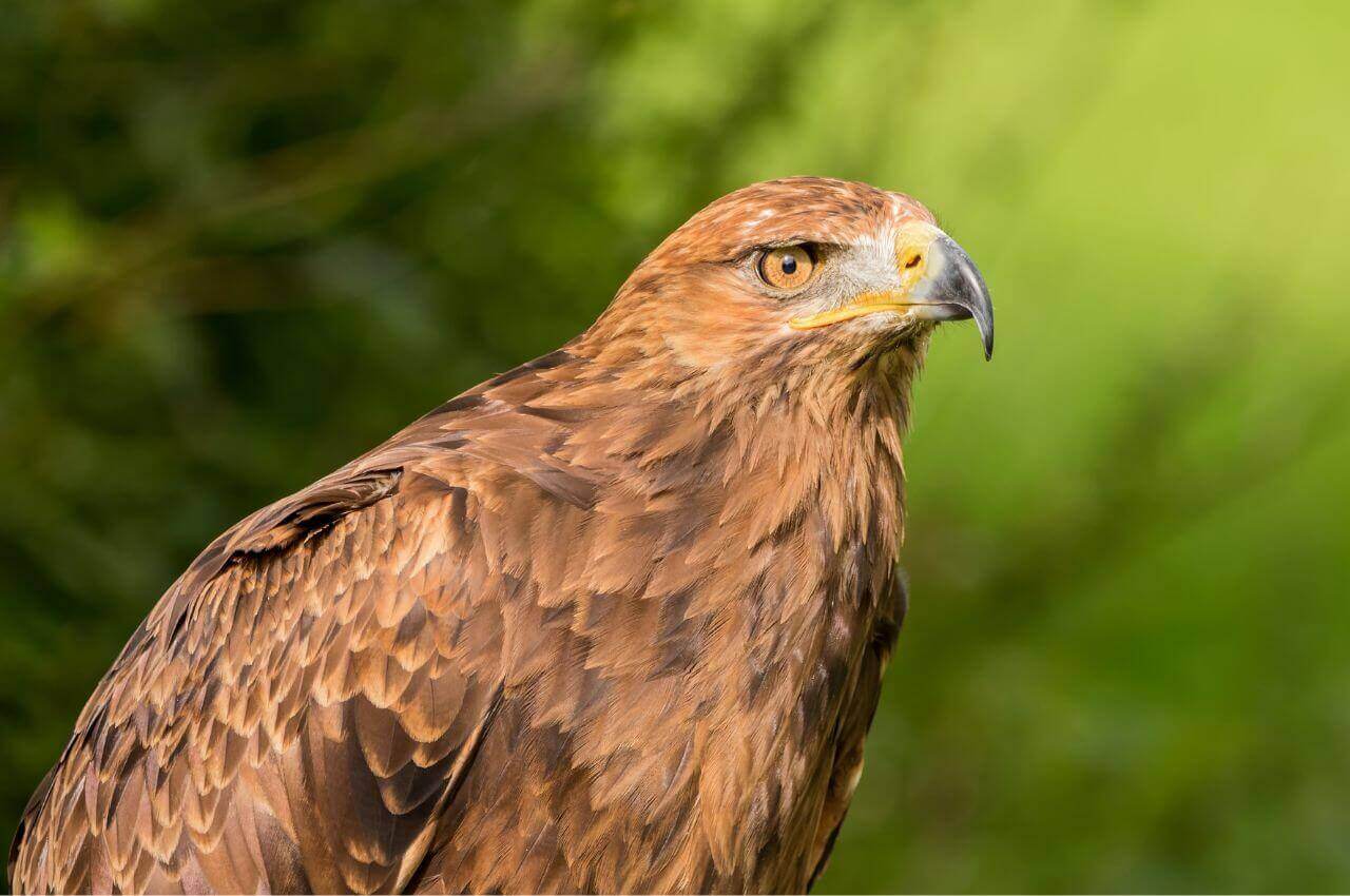 Jak wygląda Orlik Krzykliwy?