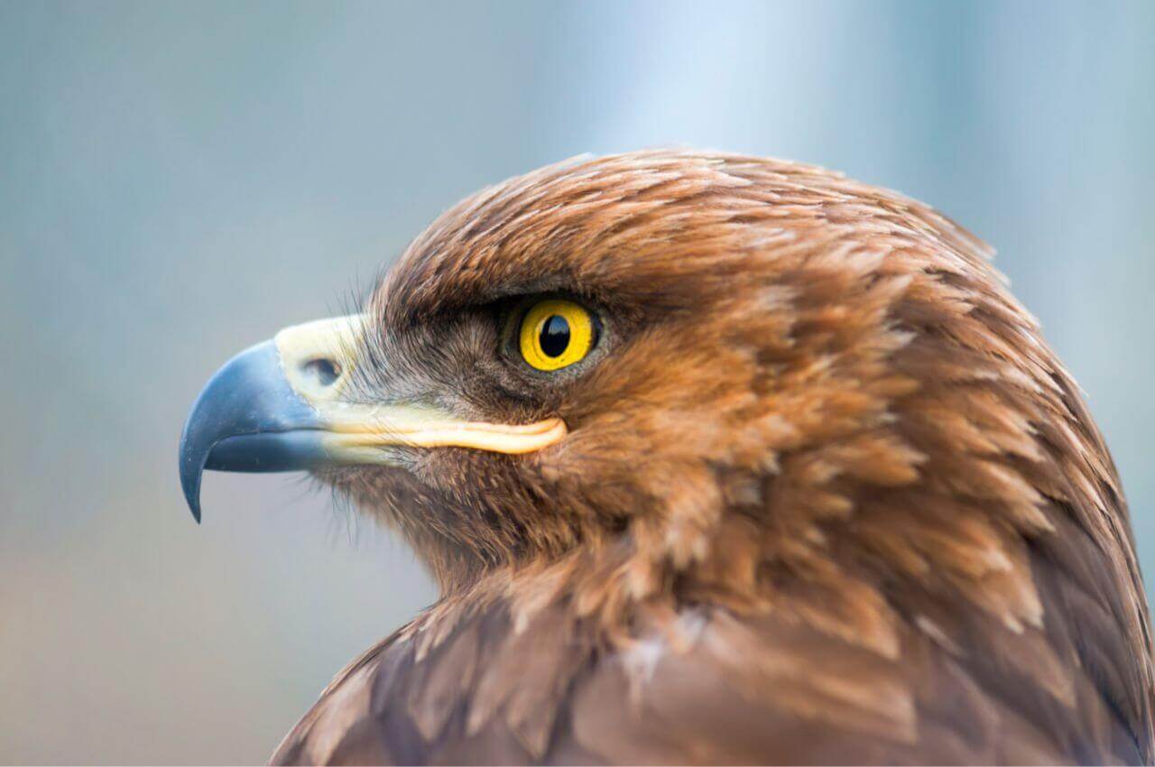 Jak wygląda Orlik Krzykliwy?