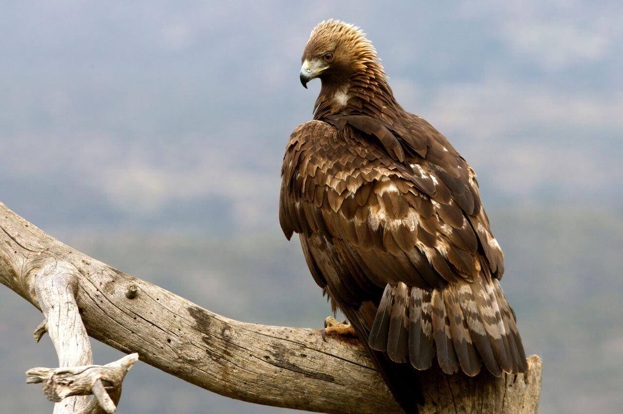 Jak wygląda Orzeł Przedni?