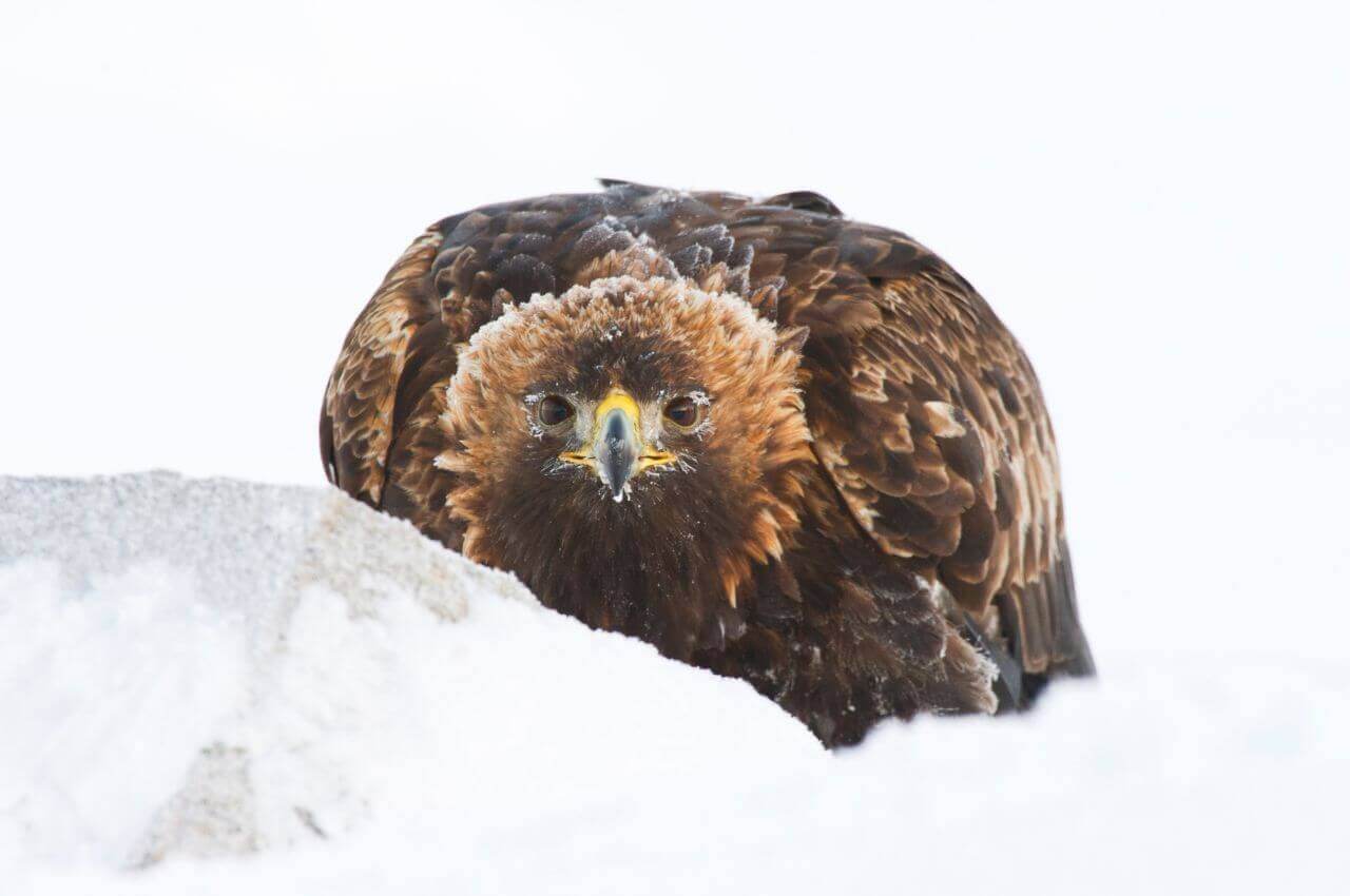 Jak wygląda Orzeł Przedni?