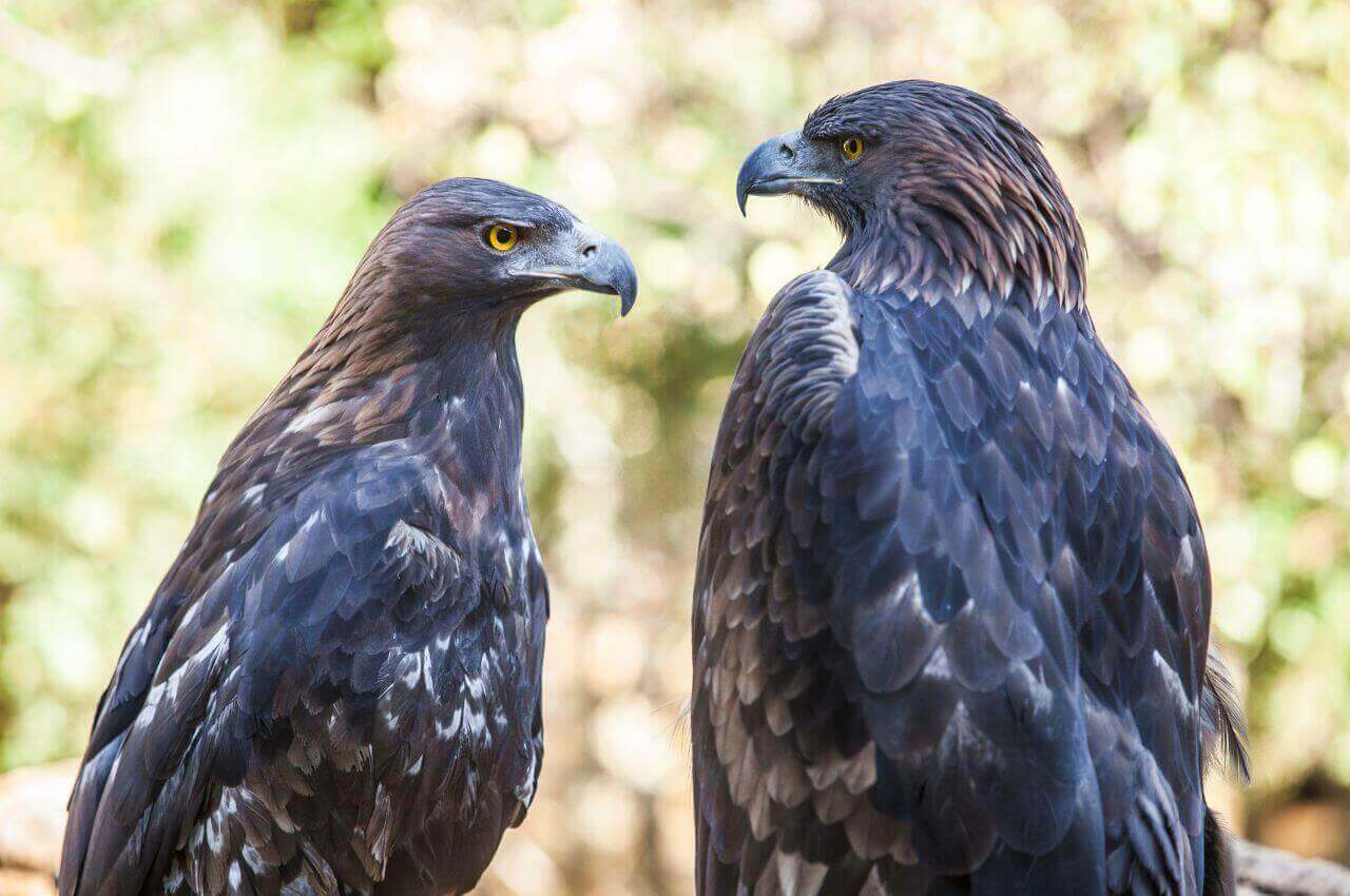 Jak wygląda Orzeł Przedni?